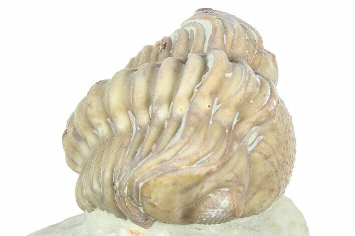Enrolled Kainops Trilobite - Black Cat Mountain, Oklahoma #362990